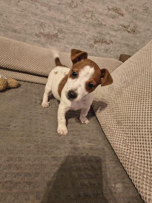 Jack Russell terrier suczka