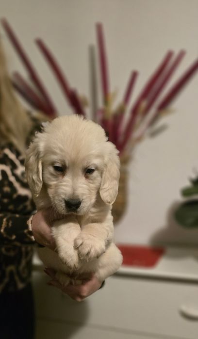 Golden Retriever szczeniak