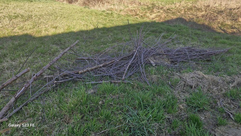 oddam za darmo drewno, gałęzie i palety