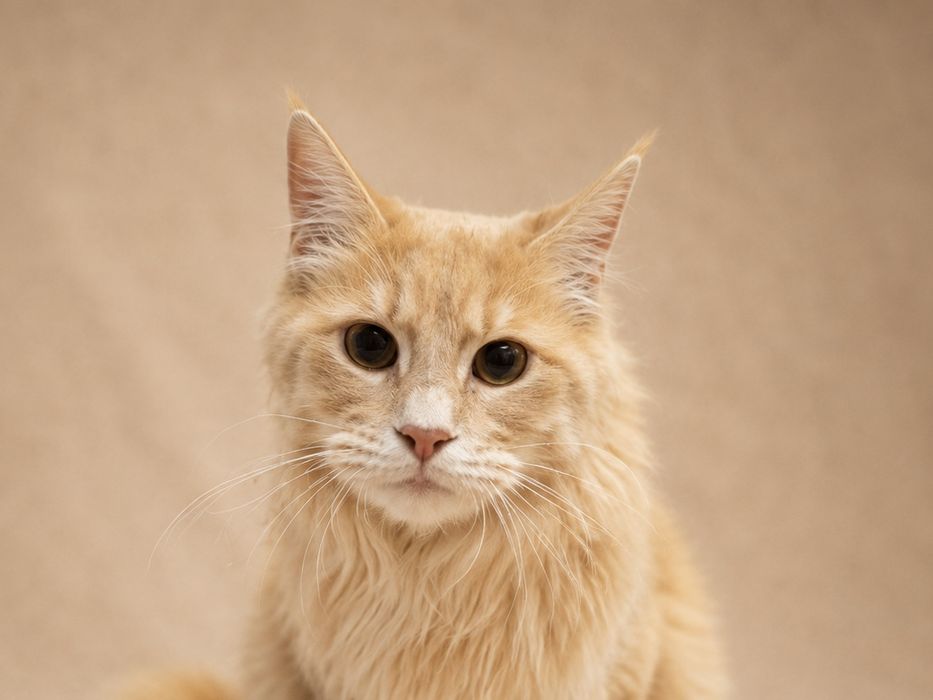 Oddam kota mix Maine coon