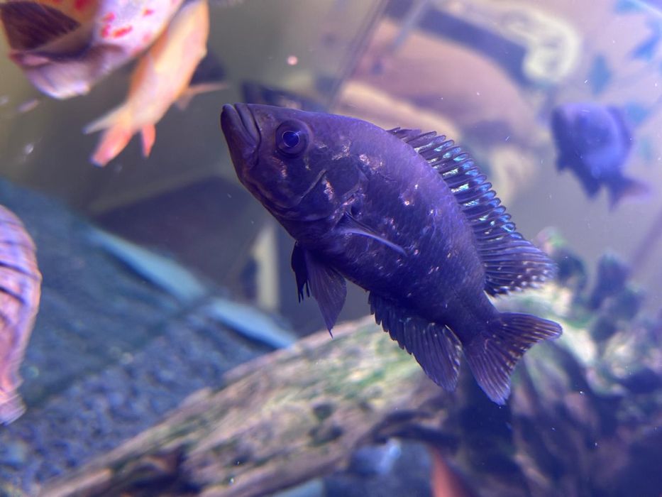 Vendo ou troco ciclideo Jaguar