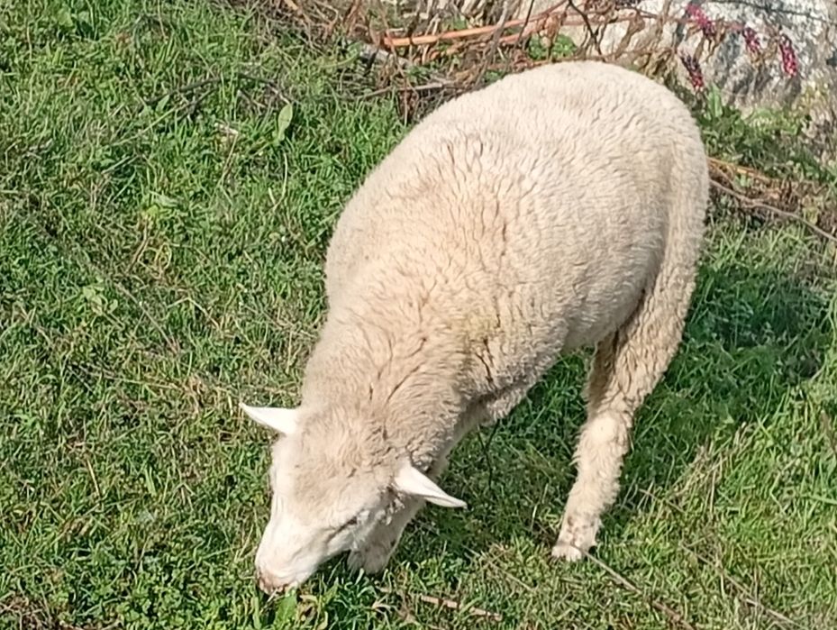 Disponível para venda dois borregos