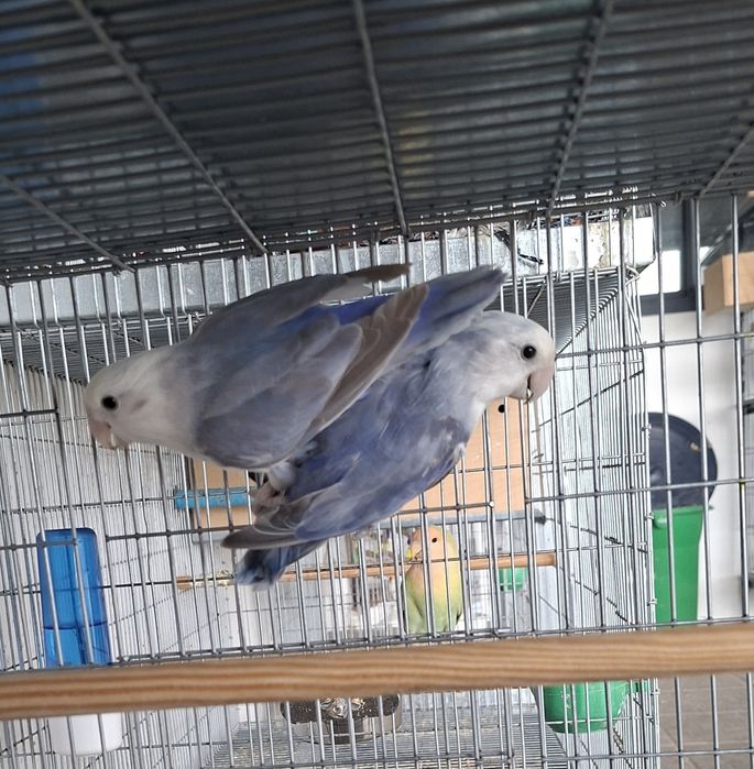 Casal de Agapornis