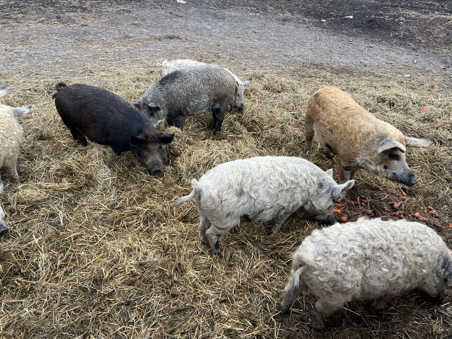 Поросята свині Мангали та Мангалиця