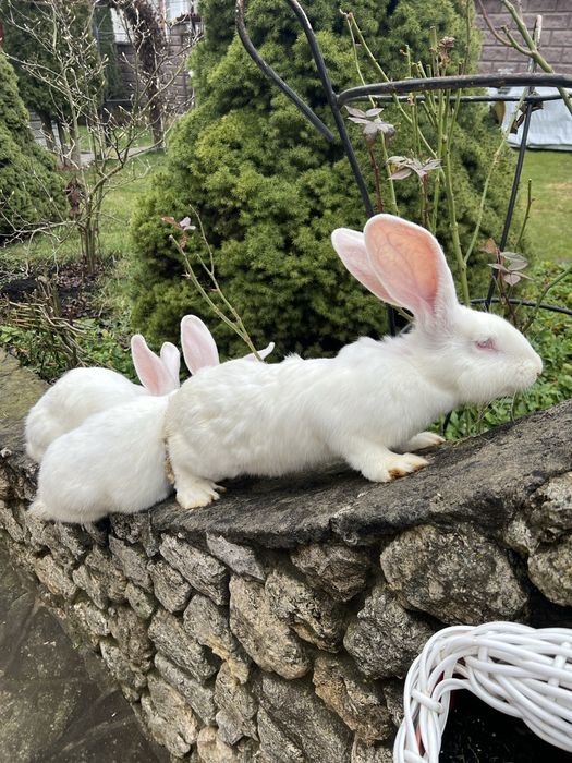 Кролики шиншила самки і самці.