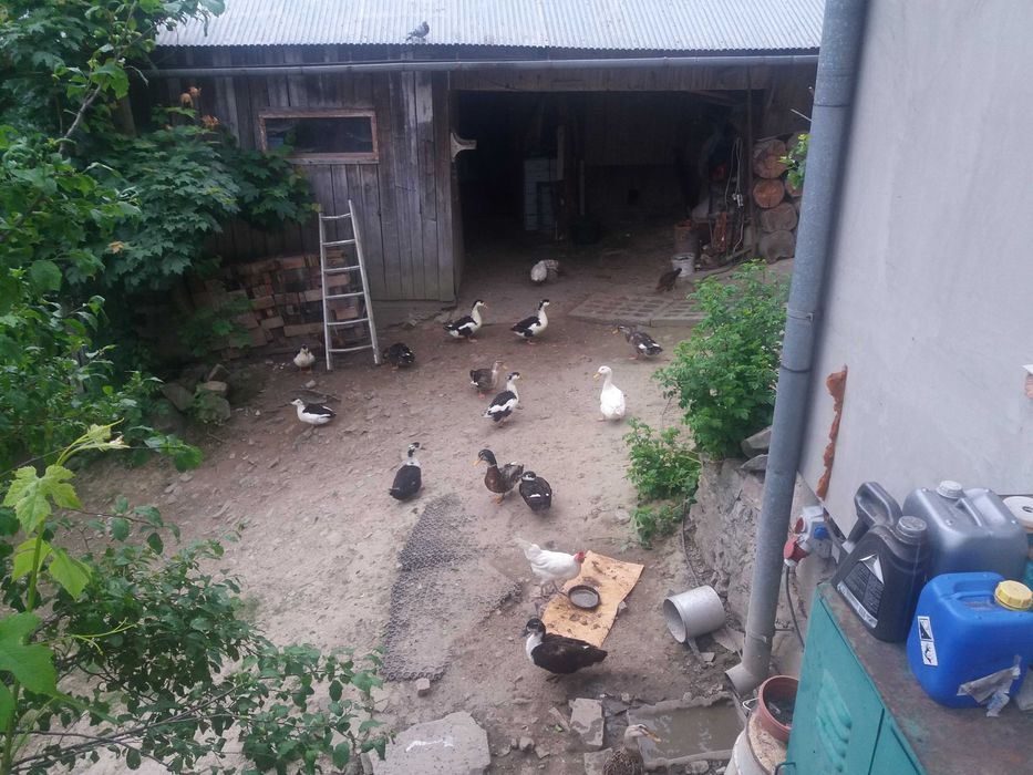 sprzedam kaczki Pekin staropolskie