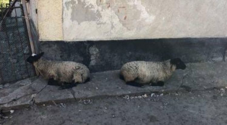 Продам Велике ягнят — 2 шт.