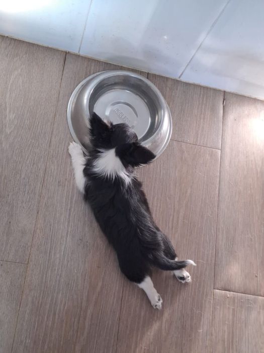 chihuahua macho pelo longo