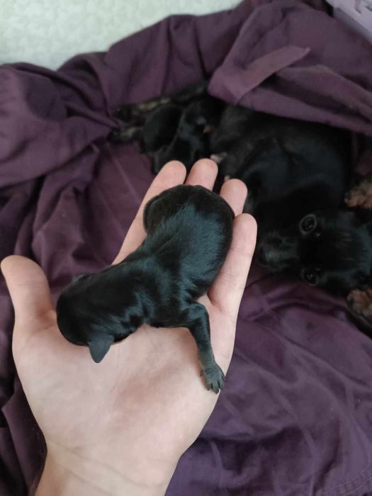 Мини той терьерчики