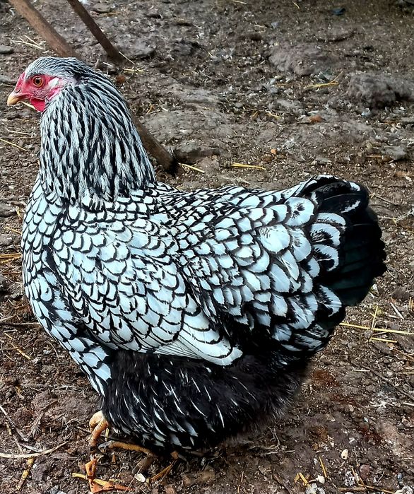 Інкубаційне яйце Віандот срібло