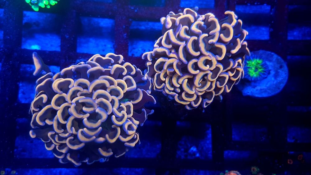 Euphyllia ancora Old gold. Koralowiec . Akwarium morskie