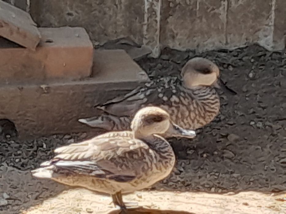 Patos exoticos, pavões, gansos