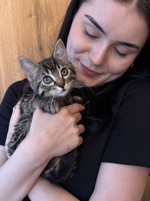 Kotka 7 tyg do adopcji