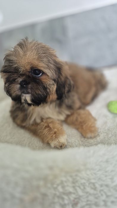 Shih Tzu śliczna suczka