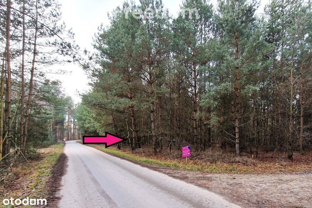 Działka leśna 6000 m2 w Mejznerzynie