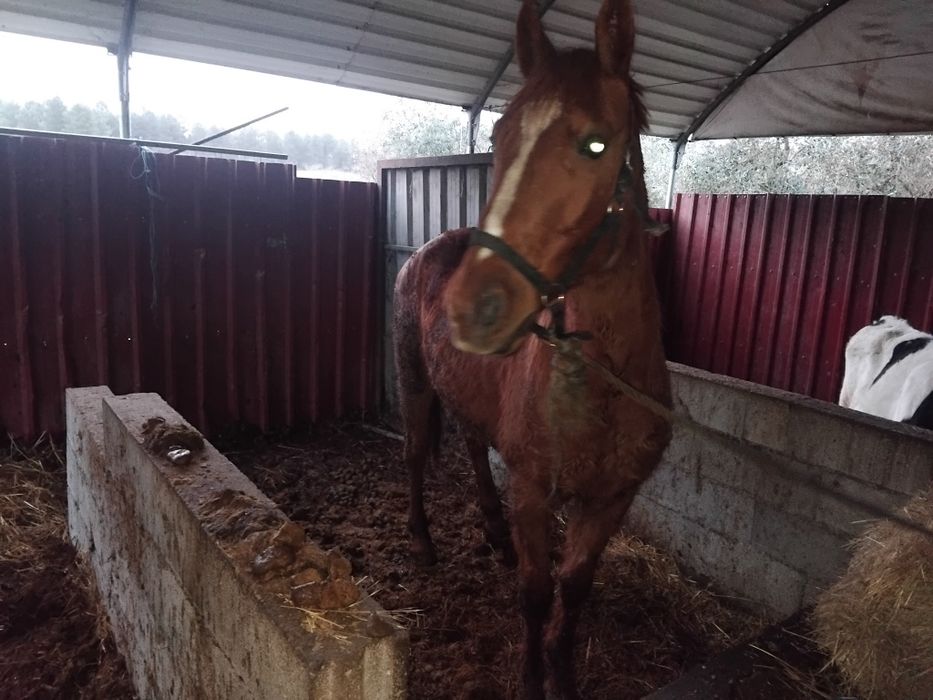 Cavalo tratador francês