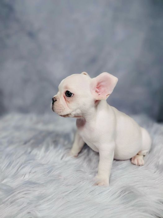 Buldog Francuski Piesek