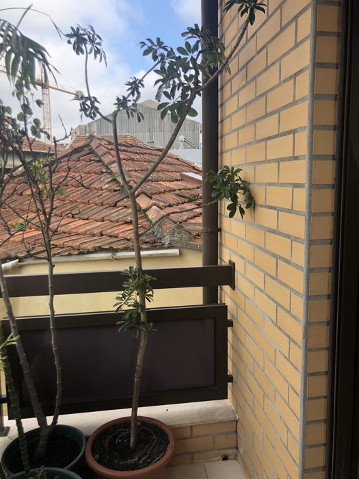 Vendo planta natural