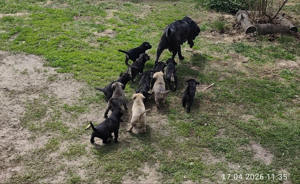 Oddam w dobre ręce szczeniaki