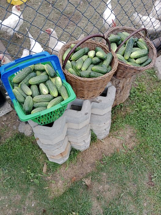 Przedsprzedaż Ogórek brawo