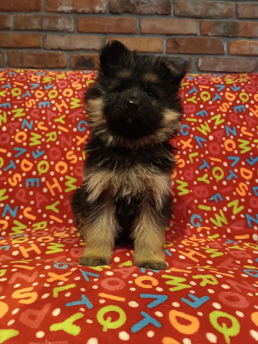 Owczarek niemiecki długowłosy suczka