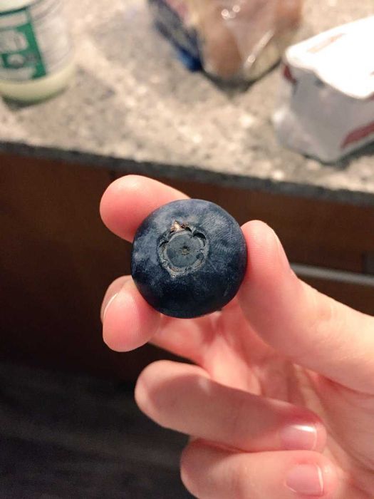 Mirtilo fruto GIGANTE - Promoção - Aproveite já