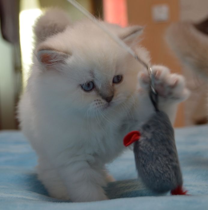 В'язка шотландського кота