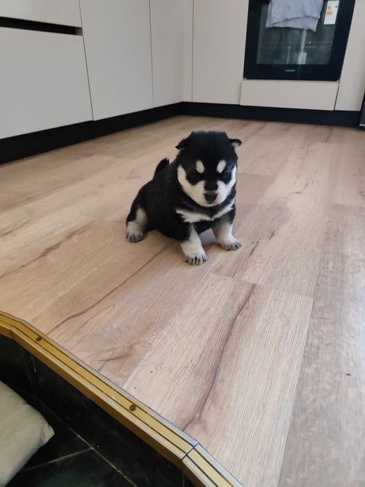 Продаж ! Цуценята!