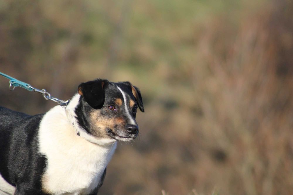 APART pies młody adopcja schronisko lękliwy