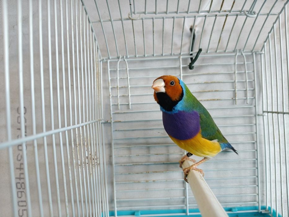 Últimos machos Diamantes de gold