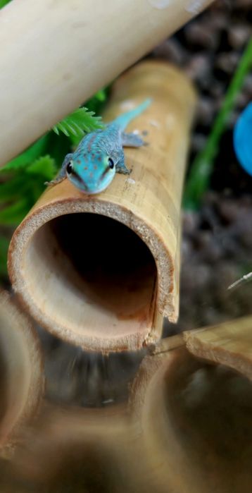 Jaszczurka,Gekon dzienny nsex