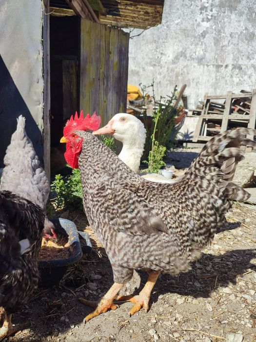 Galos de campo caseiros