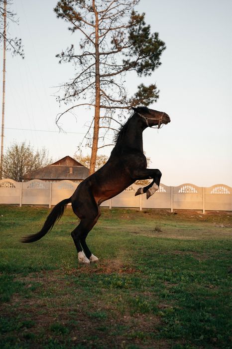 Орловский рысак жеребец