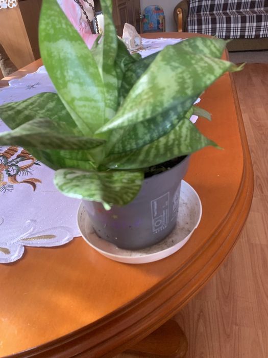 Sansevieria kwiatek