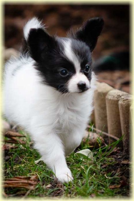 Spaniel kontynentalny miniaturowy papillon suczka ZKwP/FCI