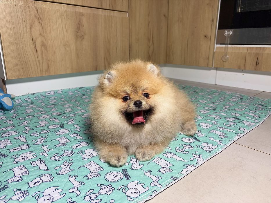 Puchata dziewczynka szpic miniaturowy – piękny typ misia!