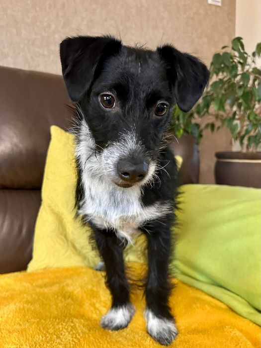 Bystrzak do adopcji - Dexter!