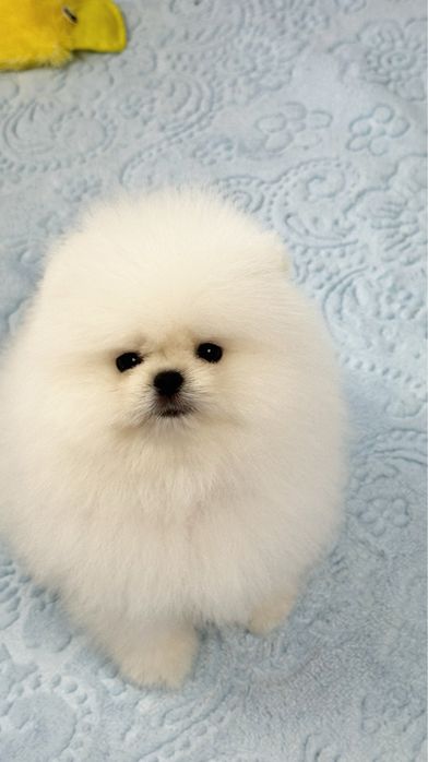 Предлагается к продаже очаровательный щенок померанского шпица