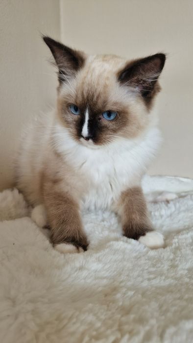 Piękna koteczka ragdoll