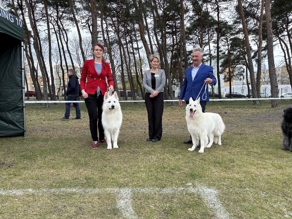 Biały Owczarek Szwajcarski - samiec FCI