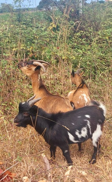 Cabras Anãs (machos)