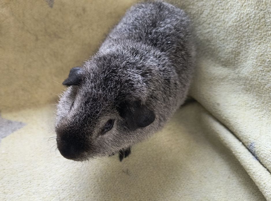 Морські свинки різних порід з домашнього розплідника