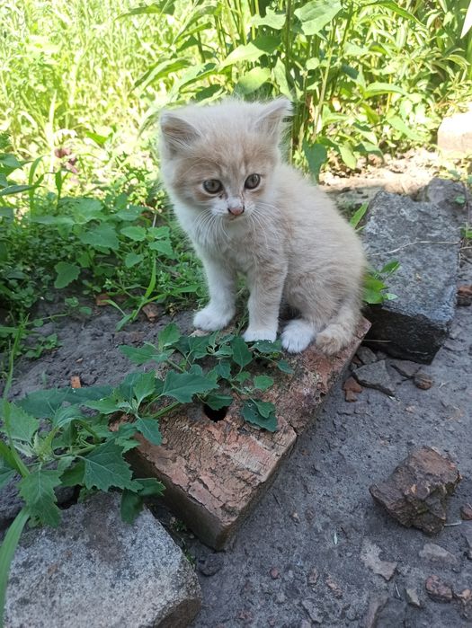 Віддам в добрі руки