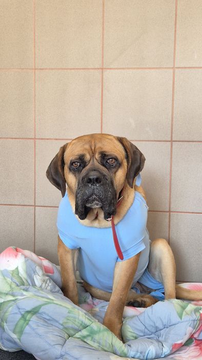 Dżej Si sama słodycz