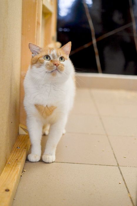 Secemin - uroczy, biało-rudy kot szuka kochającego domu!