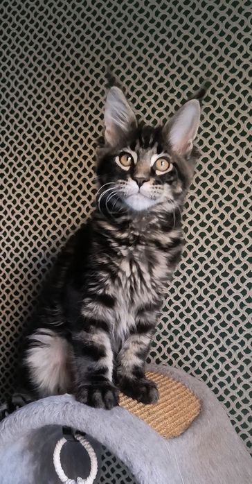 Котенок Мейн Кун