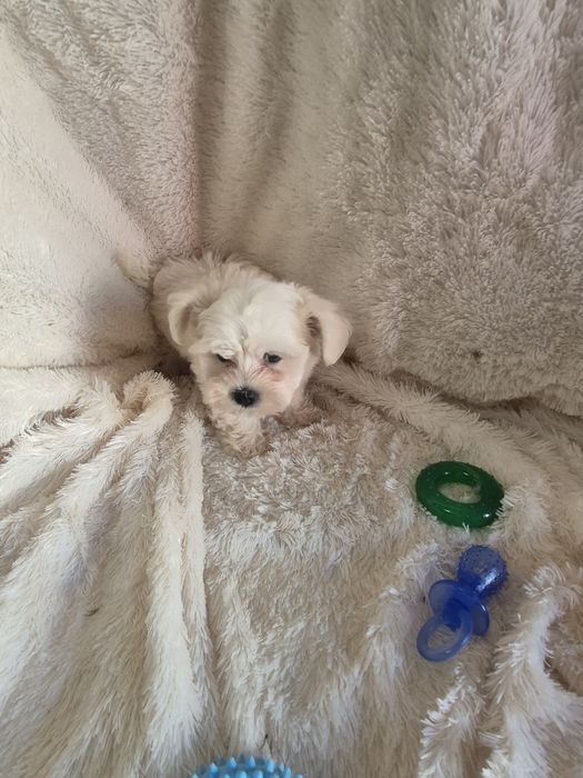 Bichon Maltês Macho Criadora Registada PT3088FL