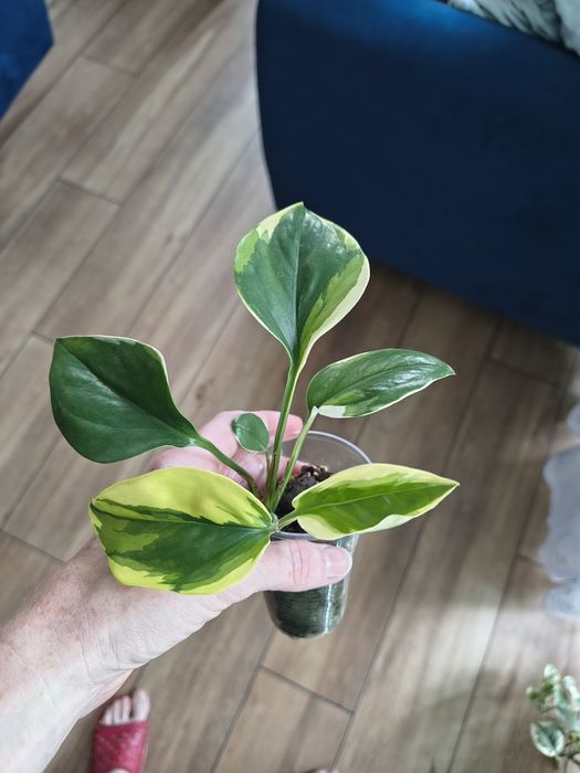 Epipremnum poonsin