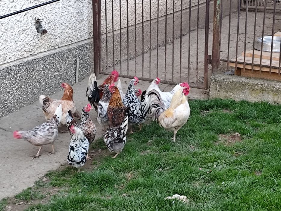 Liliputki liliputy jaja jajka lęgowe