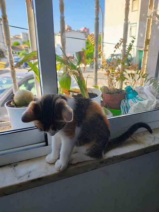 Gatos à procura de um novo lar